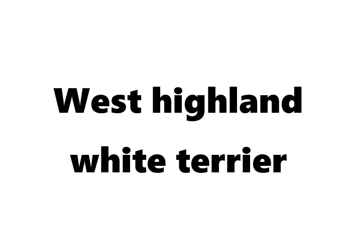 Find Your New West highland white terrier Dog in Grimsby