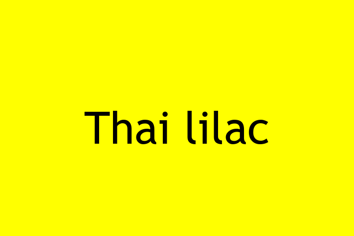 Adopt a Thai lilac Cat in Nottingham