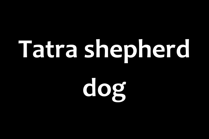 Tatra shepherd dog Dog for Sale in Hayes