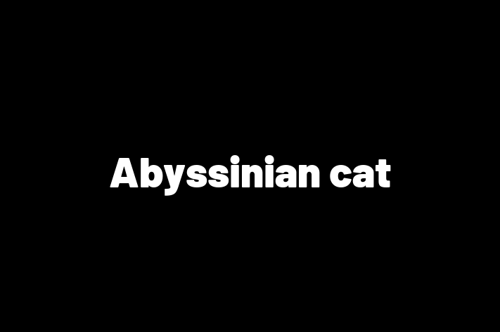 Adopt a Abyssinian cat Cat in Saint Helens