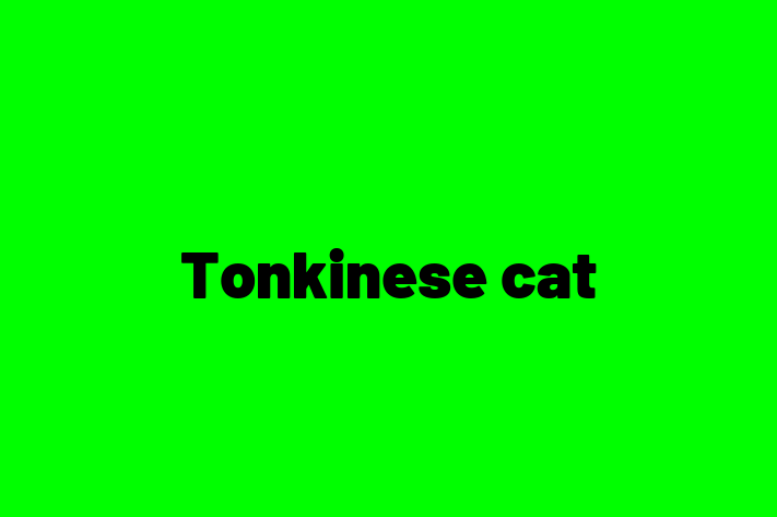 Tonkinese cat Cat in Waltham