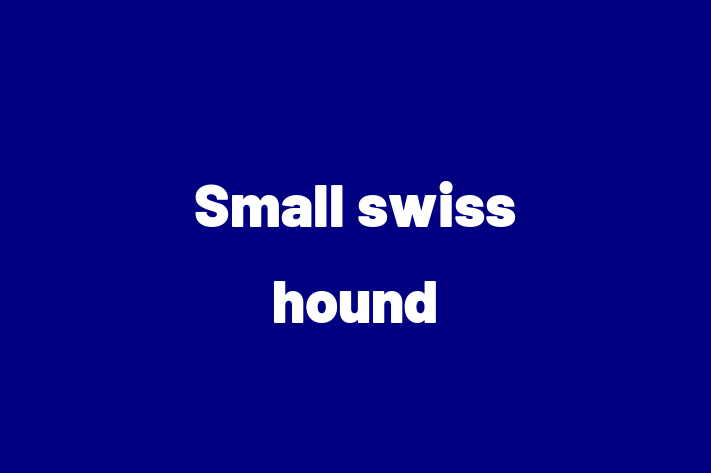 Find Your New Small swiss hound Dog in Rayleigh