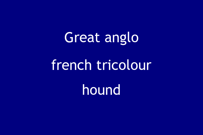 Charming Great anglo french tricolour hound Dog for Sale in Newcastle upon Tyne