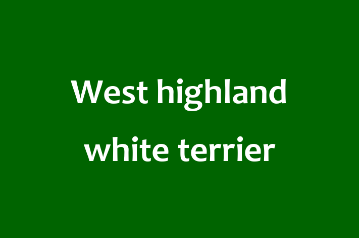 Dog West highland white terrier for Sale in Bilston