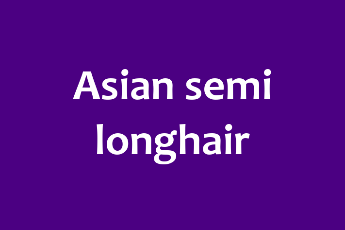 Charming Asian semi longhair Cat for Sale in Romford