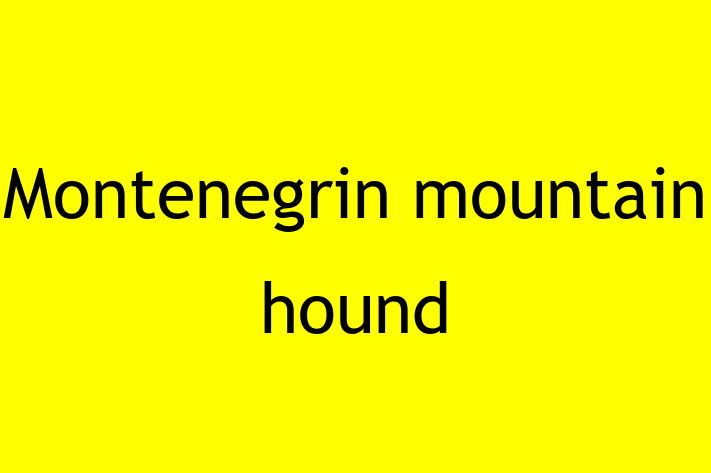 Montenegrin mountain hound Dog for Sale in Uxbridge