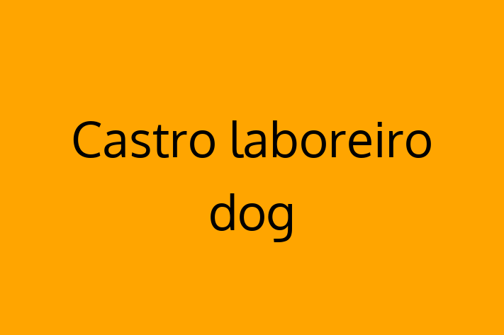 Adopt a Castro laboreiro dog Dog in Bath