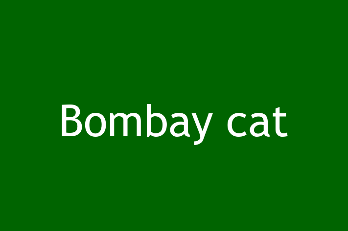 Bombay cat Cat for Sale in Slough