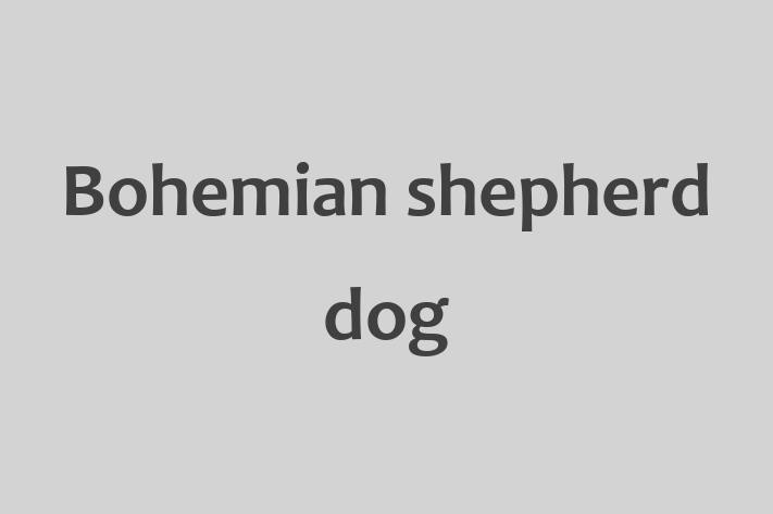 Bohemian shepherd dog Dog Ready for a Home in Carrickfergus