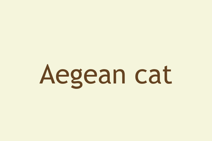 Adopt a Friendly Aegean cat Cat in Scunthorpe