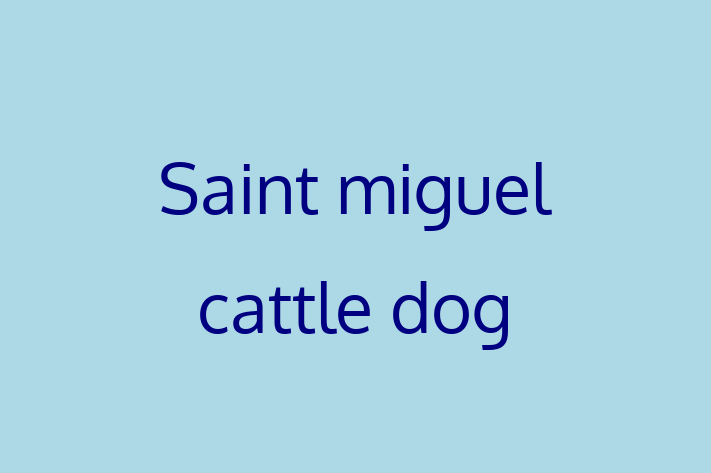 Saint miguel cattle dog Dog Available Now in Taunton