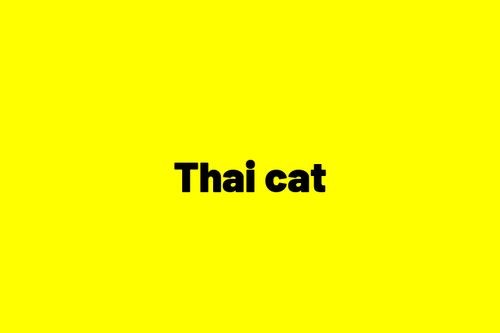 Thai cat for Sale in Hull