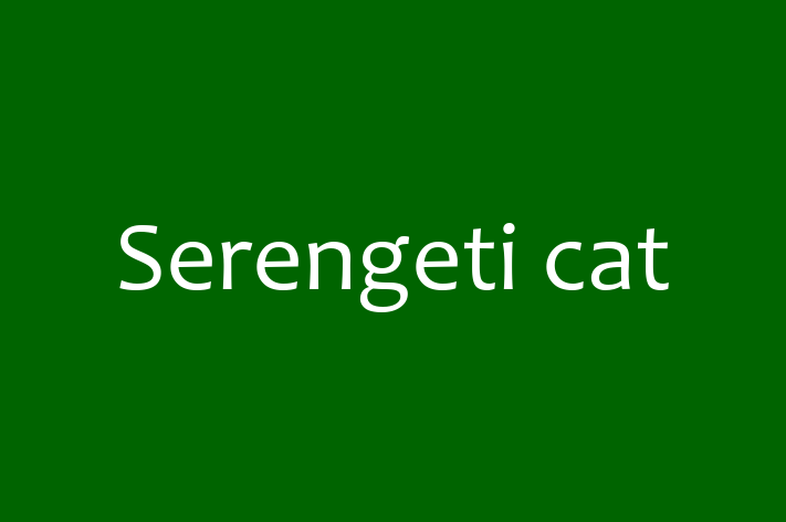 Cat Serengeti cat for Sale in Derby