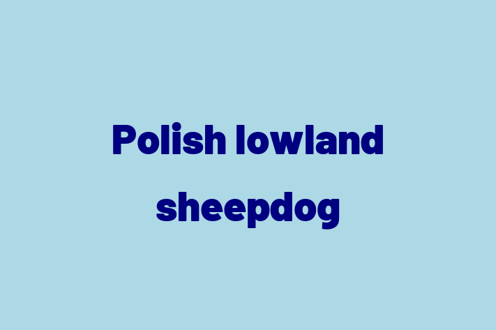 Polish lowland sheepdog Dog in Bishops Stortford Ready for a New Home