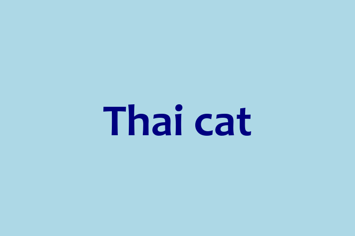 Adopt a Thai cat Cat in Crewe