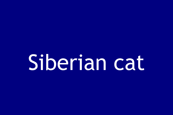 Adopt a Siberian cat Cat in Brighton