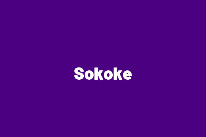 Find Your New Sokoke Cat in Wyre