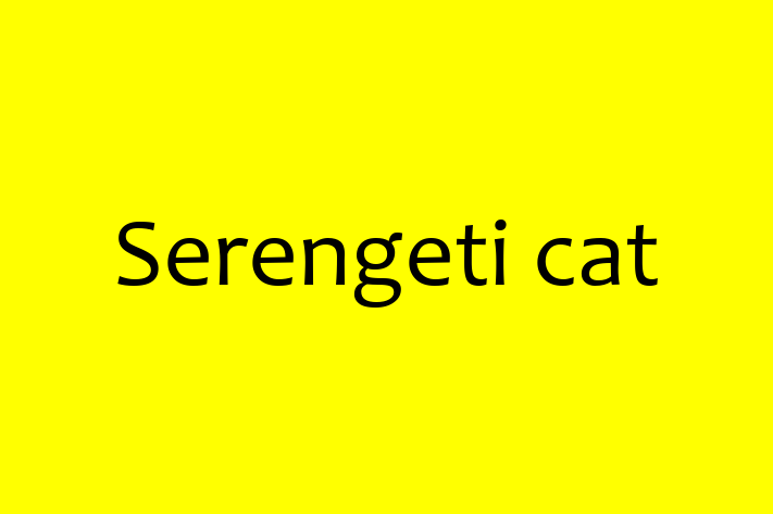 Serengeti cat Cat Ready for a Home in Acton