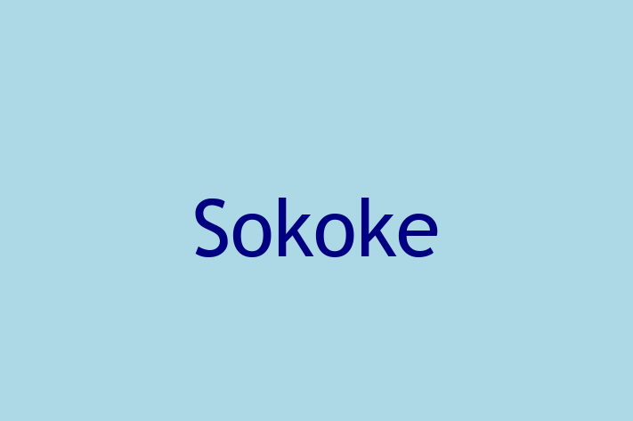 Sokoke Cat for Sale in Royal Leamington Spa