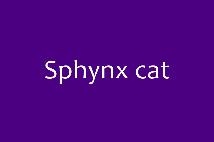 Cat Sphynx cat for Sale in Bishop Auckland