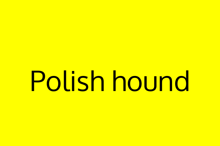 Dog Polish hound for Sale in Gloucester