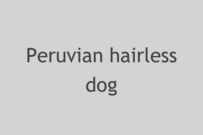 Adopt a Beautiful Peruvian hairless dog Dog in Stratford