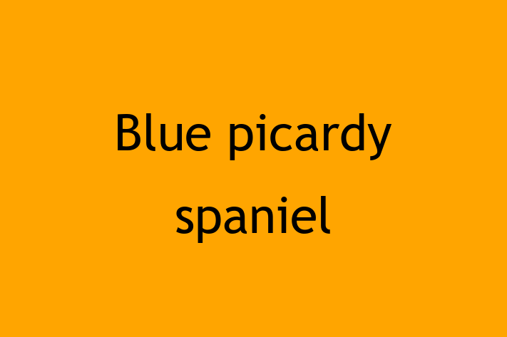 Find Your New Blue picardy spaniel Dog in Hessle