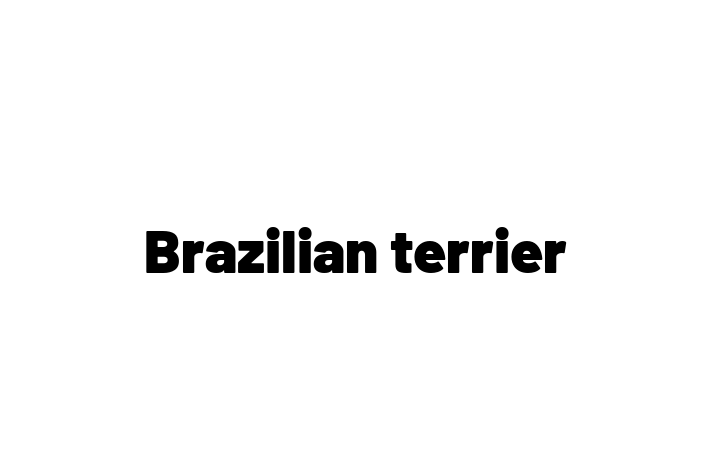 Find Your New Brazilian terrier Dog in Doncaster