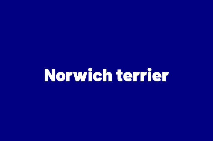 Norwich terrier Dog for Adoption in Acton