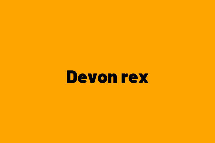 Meet Your New Devon rex Cat in Hythe