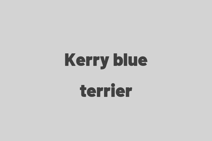 Dog Kerry blue terrier for Sale in Kirkby