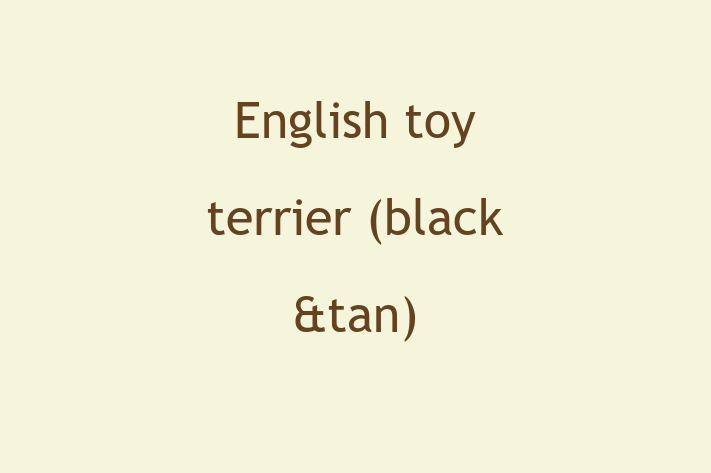 English toy terrier black tan Dog for Adoption in Craigavon