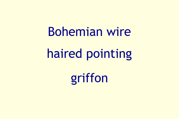 Adopt a Dog Today Bohemian wire haired pointing griffon in Cheadle Hulme