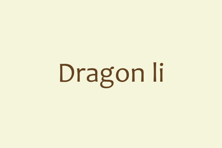 Cat Dragon li for Sale in Loughborough