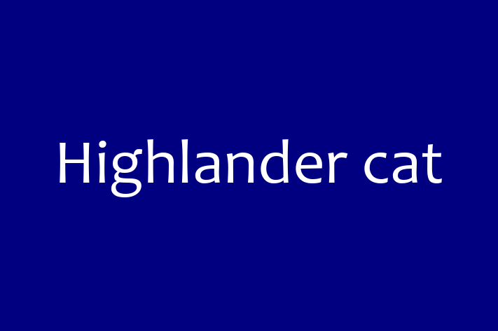 Adopt a Friendly Highlander cat Cat in Bargoed