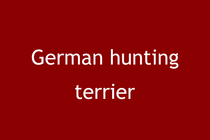 Meet Your New German hunting terrier Dog in Grantham