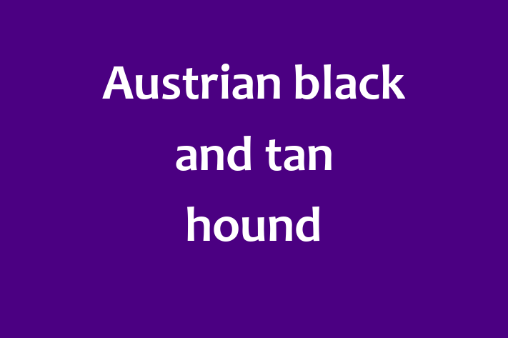 Meet Your New Austrian black and tan hound Dog in Billingham