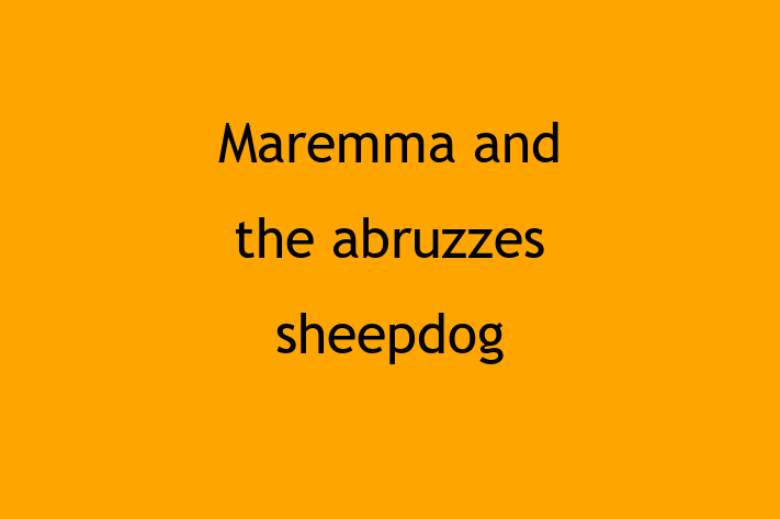 Adopt a Maremma and the abruzzes sheepdog Dog in Borehamwood