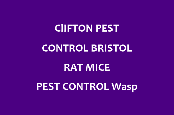 ClIFTON PEST CONTROL BRISTOL   RAT MICE PEST CONTROL   Wasp Nest Removal Bristol