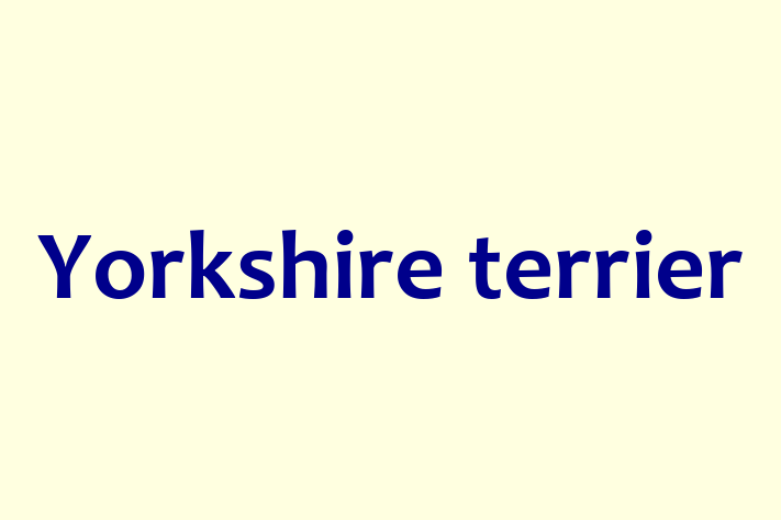 Yorkshire terrier Dog in Darlington