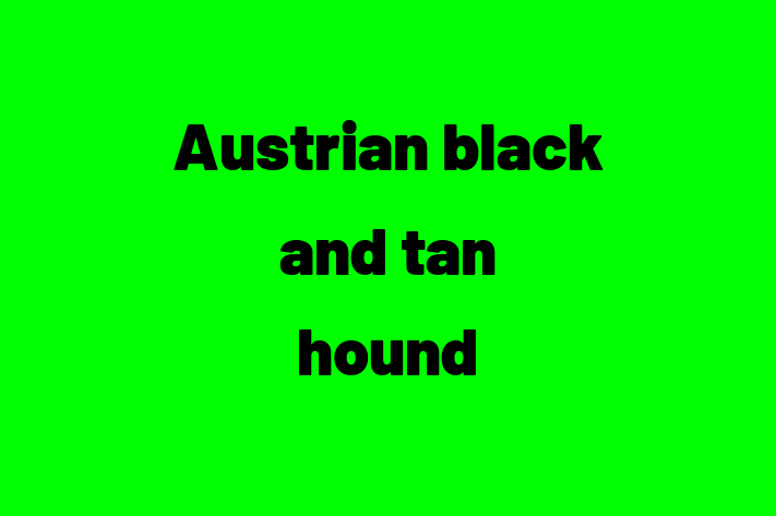 Dog Austrian black and tan hound for Sale in Borehamwood