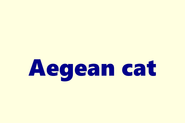 Aegean cat Cat in Newcastle upon Tyne