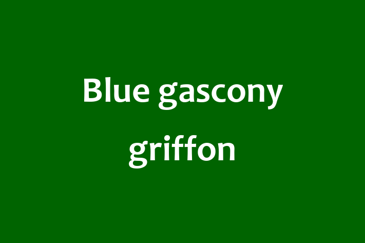 Dog Blue gascony griffon for Sale in Widnes