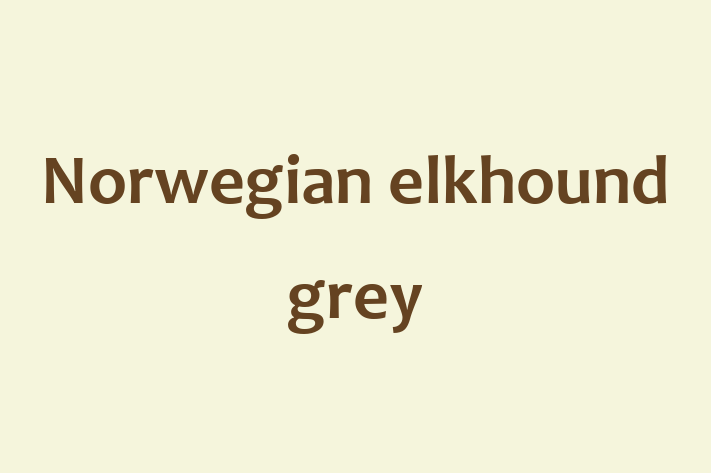 Adopt a Dog Today Norwegian elkhound grey in Altrincham