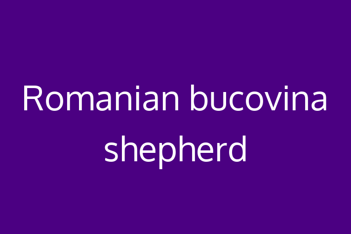 Romanian bucovina shepherd Dog Available Now in Swindon