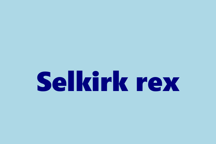 Selkirk rex Cat PuppiesKittens for Sale in Sale