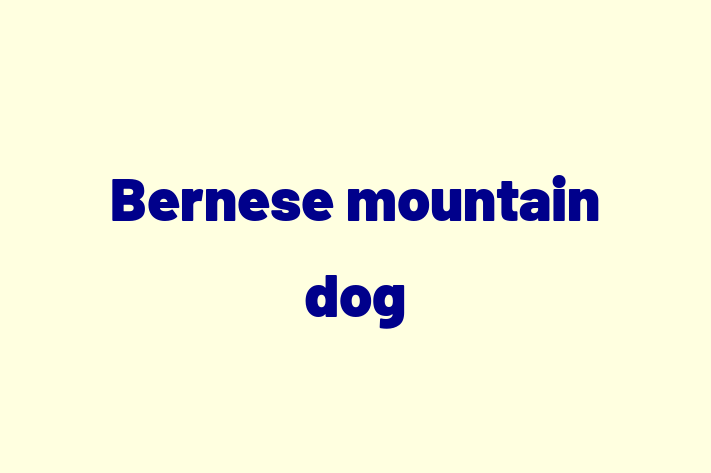 Bernese mountain dog Dog Available Now in Walkden