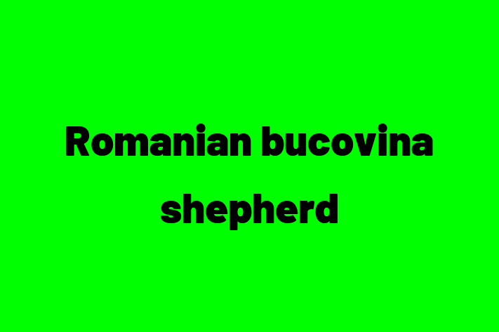 Dog Romanian bucovina shepherd for Sale in Hastings