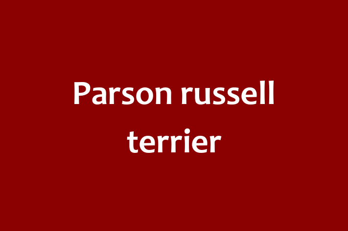 Parson russell terrier Dog Ready for a Home in Abergavenny