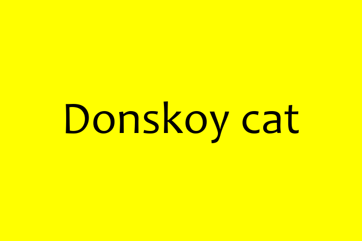 Donskoy cat for Sale in Worthing